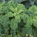 Chou Frisé (Kale) Westlandse Winter BIO