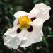 Cistus Alan Fradd - Ciste pourpre à fleurs blanches.