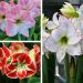 Collection de 3 Amaryllis