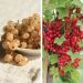 Collection de 4 groseilliers à grappes