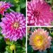 Lot de Dahlias Nains Gallery ®