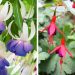 Collection de 6 Fuchsias vivaces