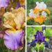 Collection de 6 Iris à grandes fleurs