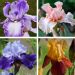 Collection de 8 Iris germanica