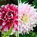 Collection de dahlias cactus idylle et dahlias décoratifs Milk Shake