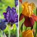 Collection iris