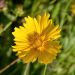 Coreopsis grandiflora Mayfield Giant ou Oeil de jeune fille