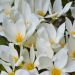 Crocus Speciosus Albus
