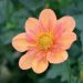 dahlia colerette pale tiger orange
