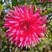 Dahlia cactus à grandes fleurs Allegro