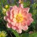 Dahlia buisson Ankara
