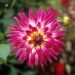 Dahlia décoratif Audace