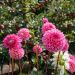 Dahlia Balle Sandra