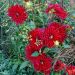 Dahlia cactus à grandes fleurs Chat Noir