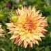 Dahlia Cactus Hi Pimento