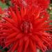 Dahlia cactus Joker