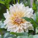 Dahlia décoratif Café au Lait