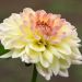 Dahlia buisson Calin