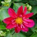 Dahlia collerette Cherry Star
