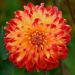 Dahlia décoratif Dynastie