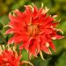 Dahlia décoratif à grandes fleurs Feu Follet