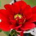 Dahlia buisson Jaipur