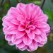 Dahlia buisson Marée Bleue