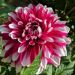 Dahlia décoratif à grandes fleurs Milk Shake