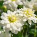 Dahlia buisson Montreuil