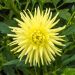 Dahlia nain cactus Lemon Tree