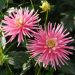 Dahlia Cactus Park Princess