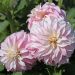 Dahlia nain double Divine
