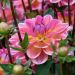 Dahlia buisson Profusion