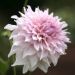 Dahlia décoratif à grandes fleurs XXL Shiloh Noelle