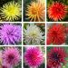 Dahlias Cactus à grandes fleurs en mélange