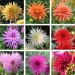 Dahlias cactus nains en mélange