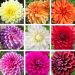 Dahlias décoratifs à grandes fleurs en mélange