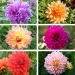 Dahlias nains doubles en mélange