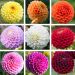Dahlias Pompons en mélange