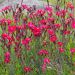 Oeillet à delta rouge ou Dianthus deltoides