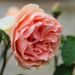 Rosier Dolce PERFUMELLA® Meiclushoc