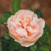Rosier Dolce PERFUMELLA® Meiclushoc