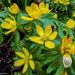 Eranthis cilicica