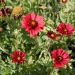 Gaillarde Bourgogne