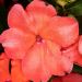 Impatiens de Nouvelle Guinée PARADISE ® Malita