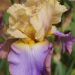 Iris germanica Distant Chimes