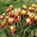 Iris des jardins Accent