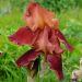 Iris à grandes fleurs Natchez Trace