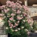 Laurier-rose ou Nerium oleander Provence