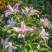 Lis ou Lys oriental Sweet Rosy